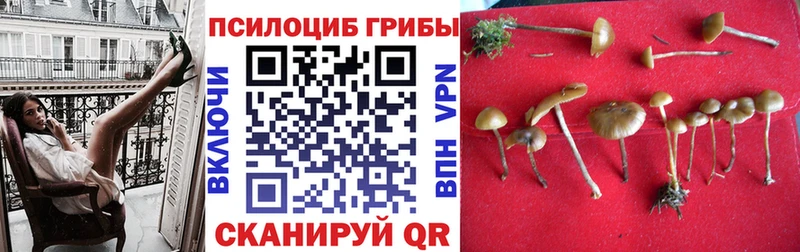 Галлюциногенные грибы Psilocybe  Купить закладки  Пыталово 